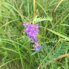 tufted vetch thumbnail 2