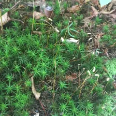 juniper haircap moss thumbnail 4