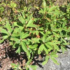 sheep laurel thumbnail 3