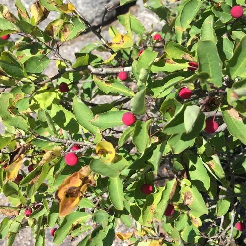Mountain holly
