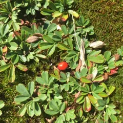 three-toothed cinquefoil thumbnail 3