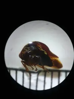 Carynota marmorata thumbnail 2