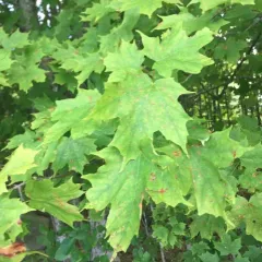 sugar maple thumbnail 4