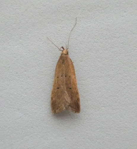 Anacampsis fullonella