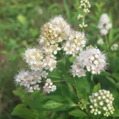 white meadowsweet thumbnail 3