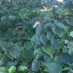 alternate-leaved dogwood thumbnail 3