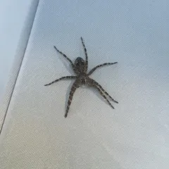 Dark Fishing Spider thumbnail 1