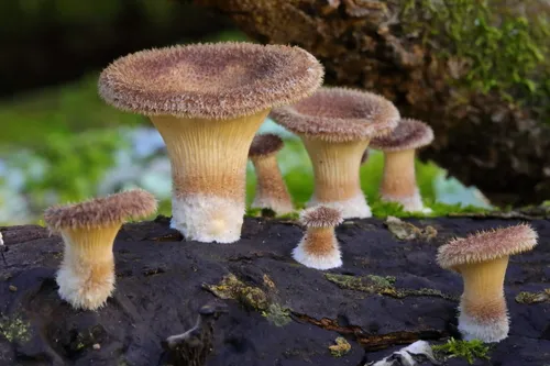 Hairy Oyster Mushroom