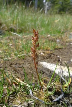 Slender Arrowgrass thumbnail 2