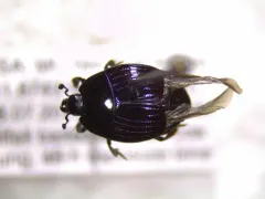 Hister abbreviatus thumbnail 3