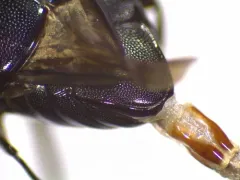 Euspilotus assimilis thumbnail 3