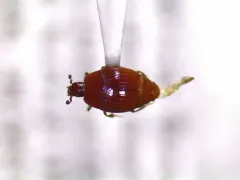 Phelister subrotundus thumbnail 2