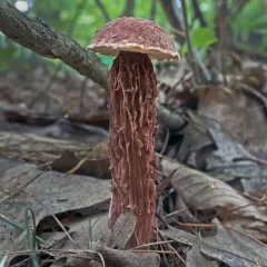 Russell's Bolete thumbnail 1
