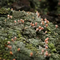 Pink Earth Lichen thumbnail 2