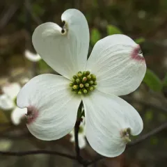 flowering dogwood thumbnail 2
