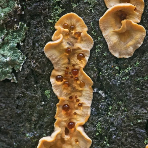 Bleeding Oak Crust