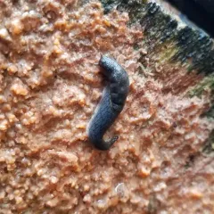 Yellow-bordered Taildropper thumbnail 1