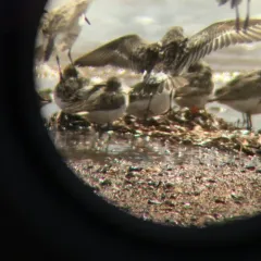 White-rumped Sandpiper thumbnail 1