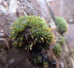 Orthotrichum consimile thumbnail 3