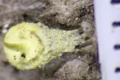 Gibellula leiopus thumbnail 2