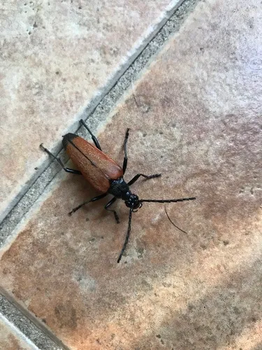 Stenelytrana emarginata