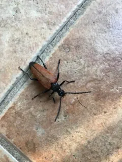 Stenelytrana emarginata thumbnail 1