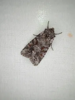 Lacinipolia pensilis thumbnail 2