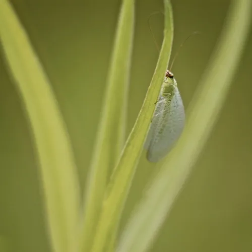 Chrysopa oculata
