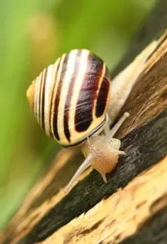 Brown-lipped Snail thumbnail 5