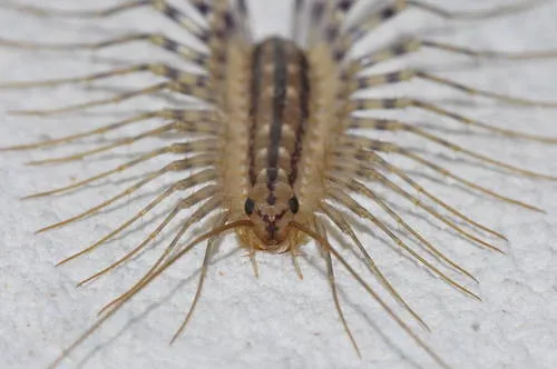 House Centipede