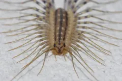 House Centipede thumbnail 1