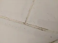 black mold thumbnail 3
