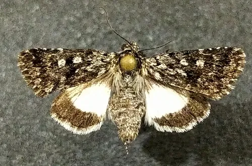 Sympistis heliophila