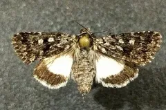 Sympistis heliophila thumbnail 1