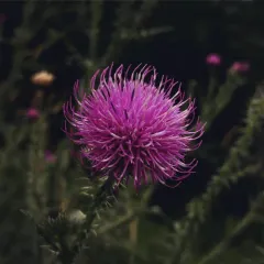 Broad-winged Thistle thumbnail 4