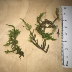 Red-stemmed Feather Moss thumbnail 4