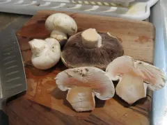 Salt-loving Agaricus thumbnail 4