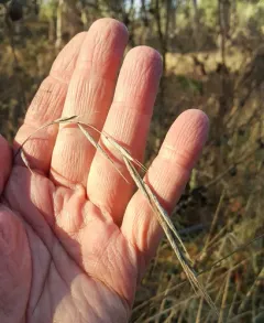 Slender False Brome thumbnail 2