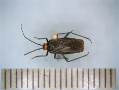 Prepops rubellicollis thumbnail 4