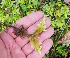 Trachybryum Moss thumbnail 3