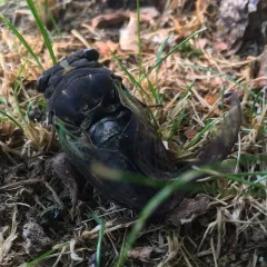 Lyric Cicada thumbnail 4