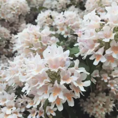 Beauty Bush thumbnail 2