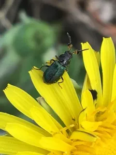 Hairy Soft-winged Flower Beetle thumbnail 4