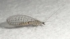 Eremochrysa canadensis thumbnail 4