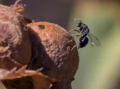 Eurytoma imminuta thumbnail 2