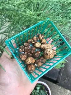 Fall Oregon white truffle thumbnail 2