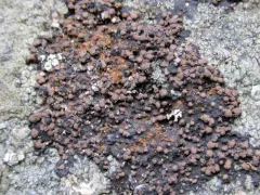Brown Tile Lichen thumbnail 4