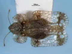 Corythucha bellula thumbnail 3