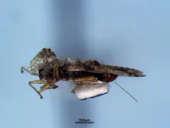 Alder Lacebug thumbnail 2