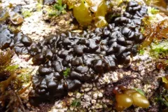 Petrospongium rugosum thumbnail 3